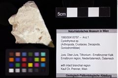 Foto (Objket + Etiketten) von Cyclothyreus sp. 